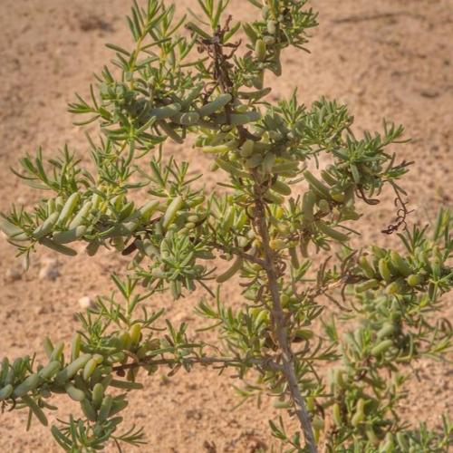 بذور السواد المعمر البري