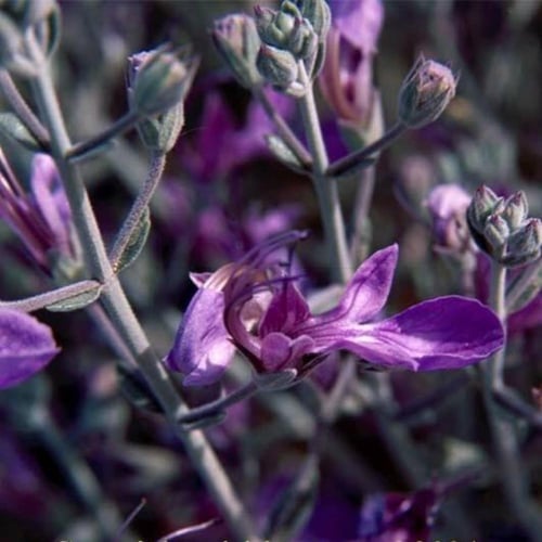 جملة 500 بذرة من بذور العهينة البرية