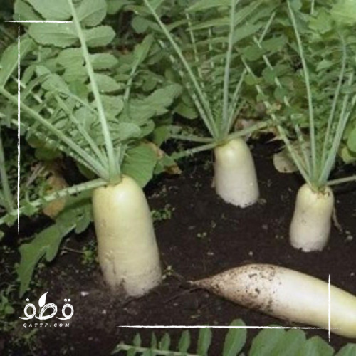 بذور الفجل الأبيض F1