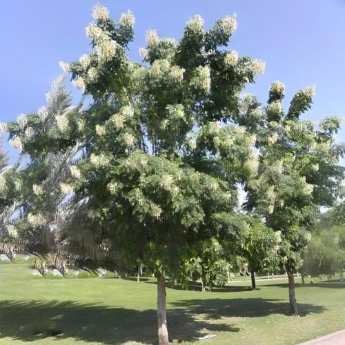 جملة 500 بذرة من بذور شجرة الياسمين ميلينقتونيا ال...