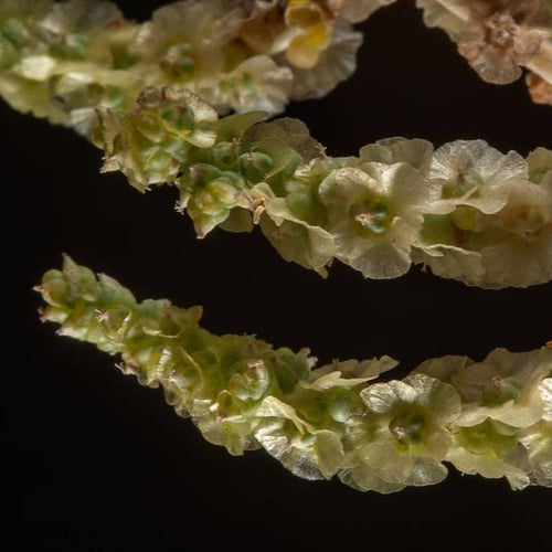 بذور شجيرة الغضراف البرية