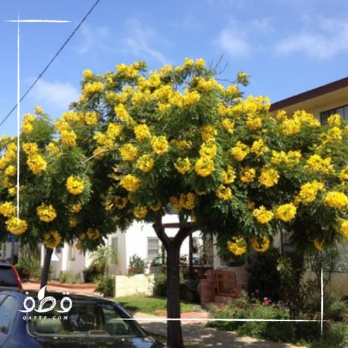 جملة 500 بذرة من شجرة تيكوما ستانس