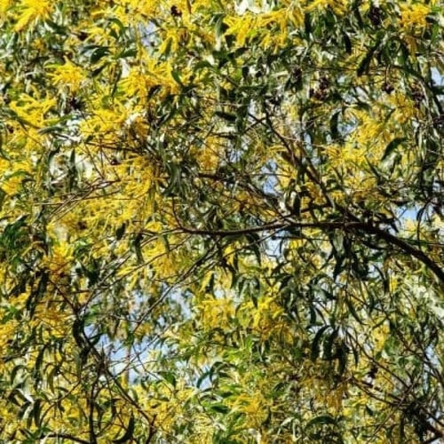 بذور طلح الاوريكوليفورميس