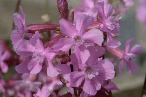 جملة 500 بذرة من زهرة فيسكاريا