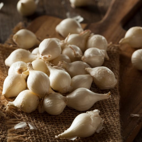 بذرة بصل بارليتا الايطالي