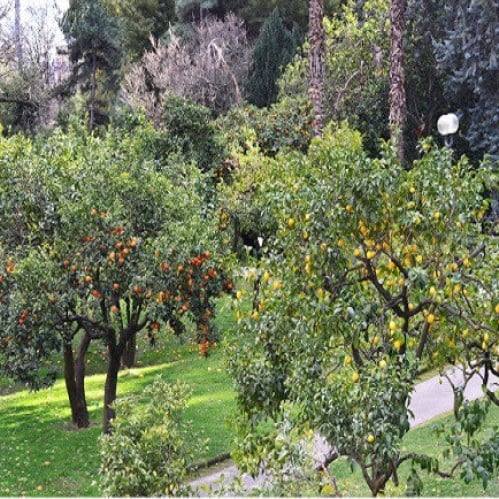 بذور فولكا ماريانا اصل الحمضيات