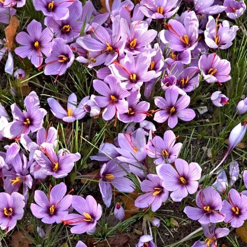 بصيلات الزعفران الفاخر