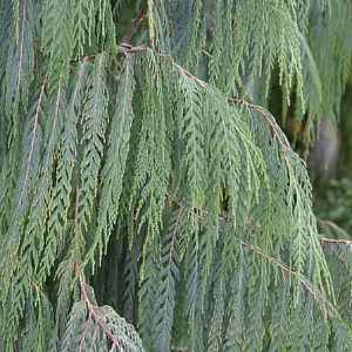 بذور السرو الكشميري