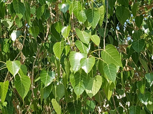 جملة 10 ألاف بذرة من فيكس لسان العصفور