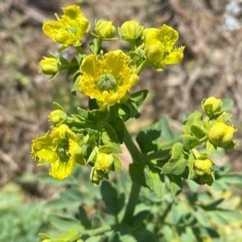 جملة 1000 بذرة من بذور عشبة الشذاب الطبية