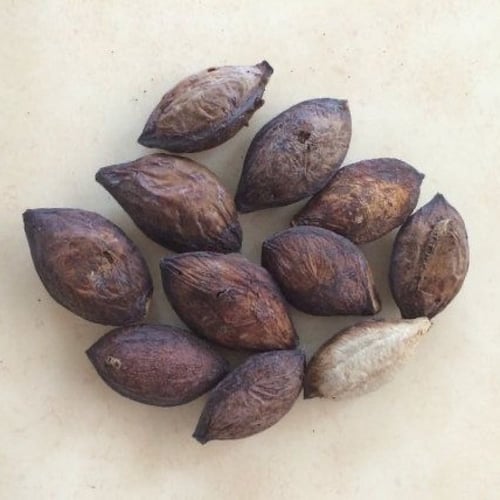 جملة 200 بذر من شجرة ترمناليا منتالي