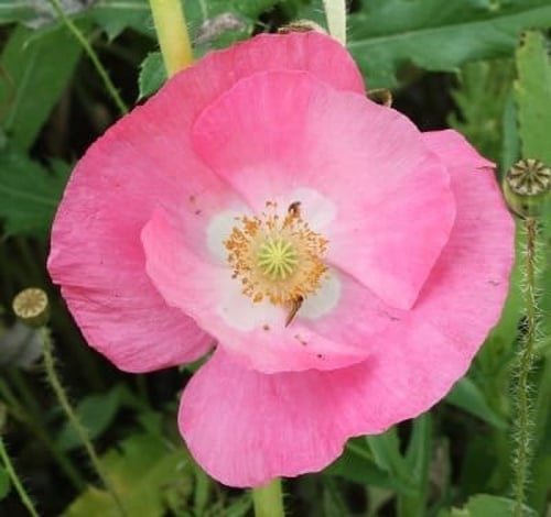 جملة 10000 بذرة من زهرة الديدحان الملون , شقائق ال...