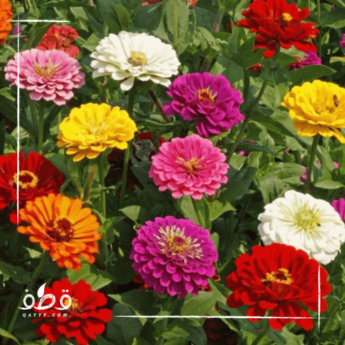 بذور زهرة الزينيا متعددة الالوان