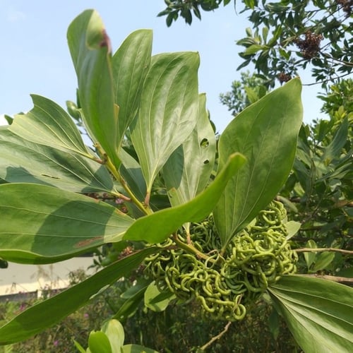 بذور شجرة‬ اكاسيا مانقيوم