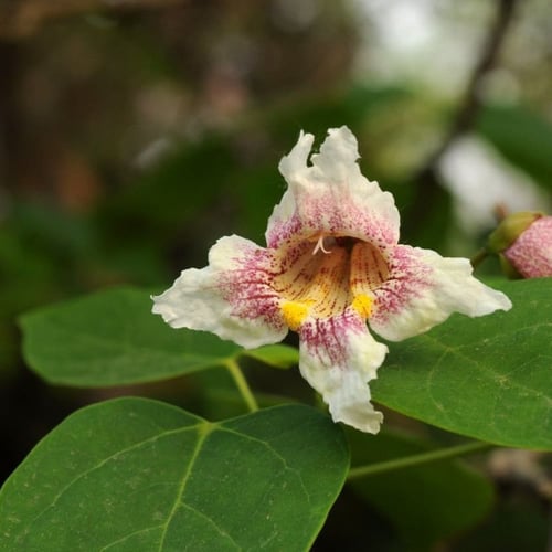بذور شجرة كاتالبا بونجي الوردية