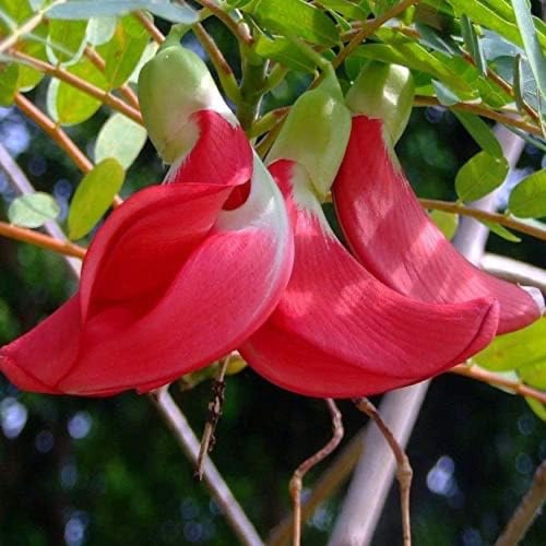 بذور شجيرة السيسبان الحمراء