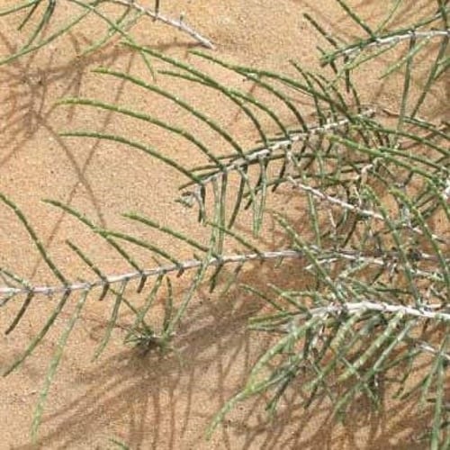 جملة 2000 بذرة من شجرة الرمث