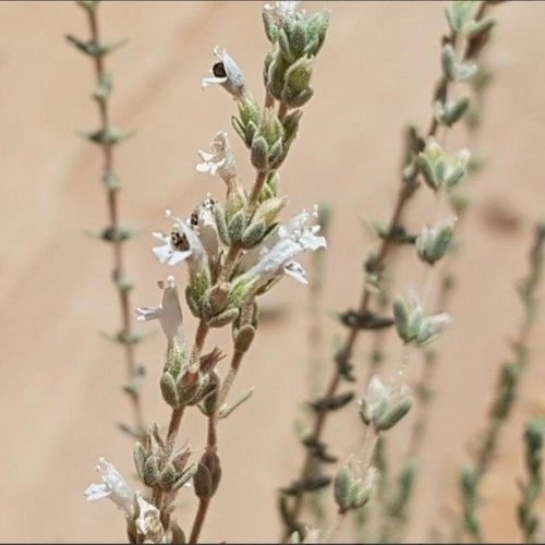 جملة 1000 بذرة من بذور بذور الزعتر البري المحلي