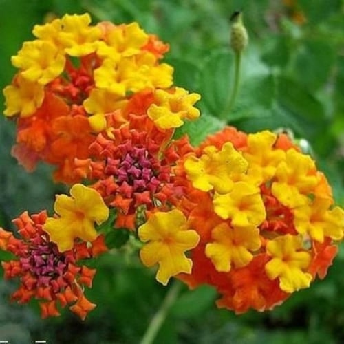 جملة 500 بذرة من لانتانا كمارا زهرة مينا