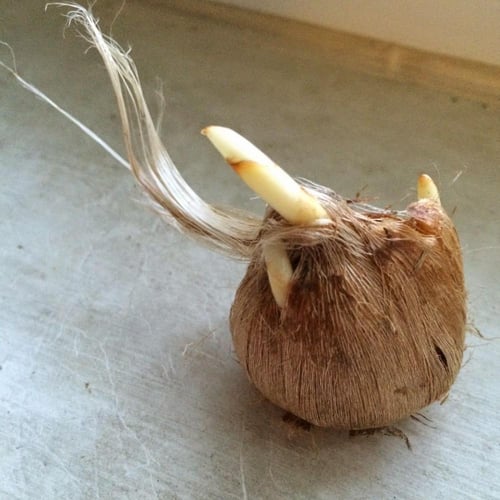 بصيلات الزعفران الفاخر