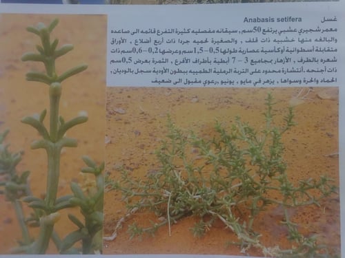 بذور الشعراء-الغسل البري