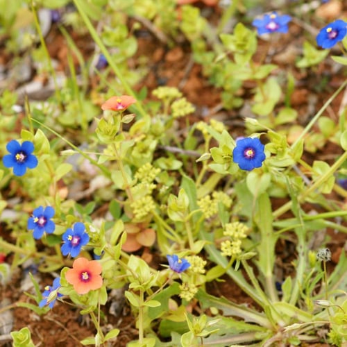 جملة 2000 بذرة من بذور عين القط البرية