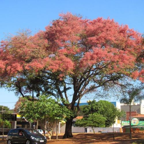 بذور شجرة كاسيا الوردية