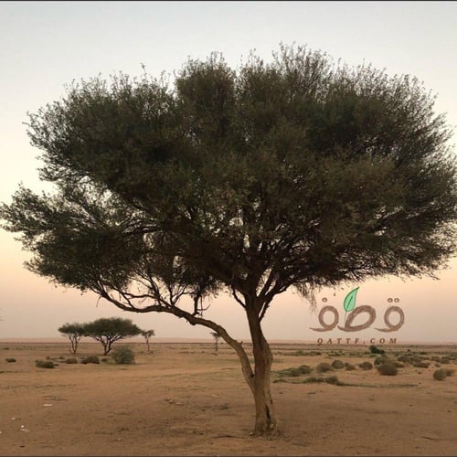 جملة بذور طلح النجدي بالوزن