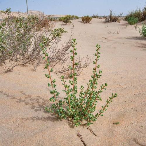 بذور طحمه - الطحماء البري