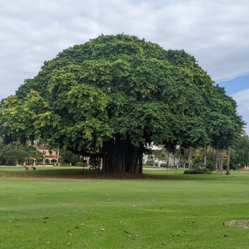 بذور شجرة فايكس بنغالي العملاق