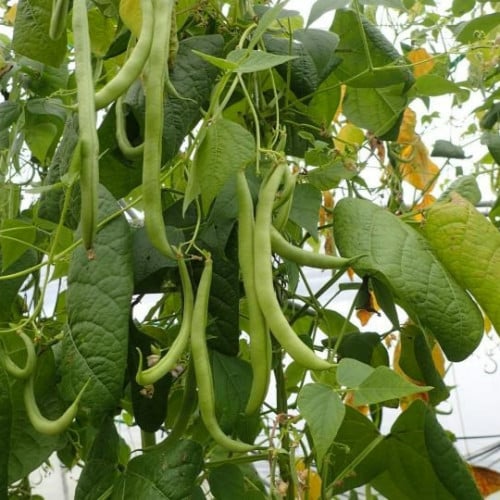 بذور لوبيا الحساوي