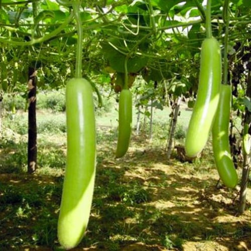 بذور القرع الأخضر الطويل اليقطين F1 هجين