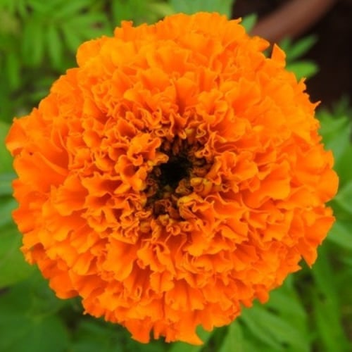 بذور زهرة القطيفة المخملية الحمراء