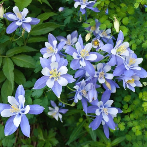 بذور زهرة السماء الزرقاء