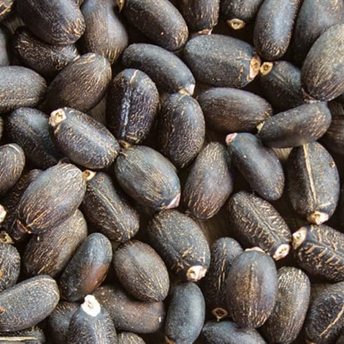 بذور شجرة الجاتروفا الحمراء