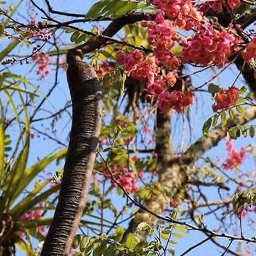 بذور شجرة كاسيا الوردية