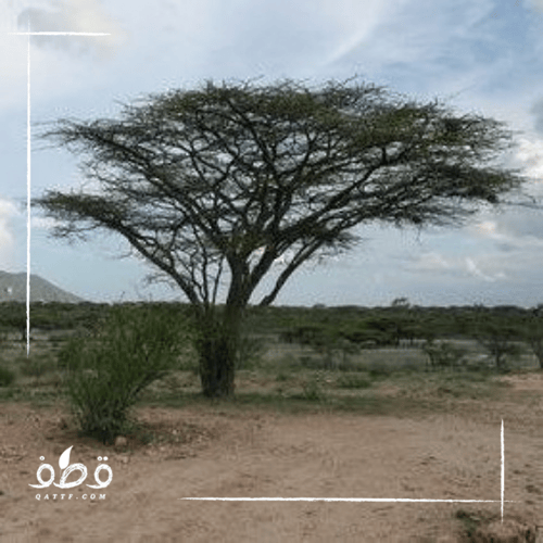 جملة بذور شجرة الصمغ العربي بالوزن