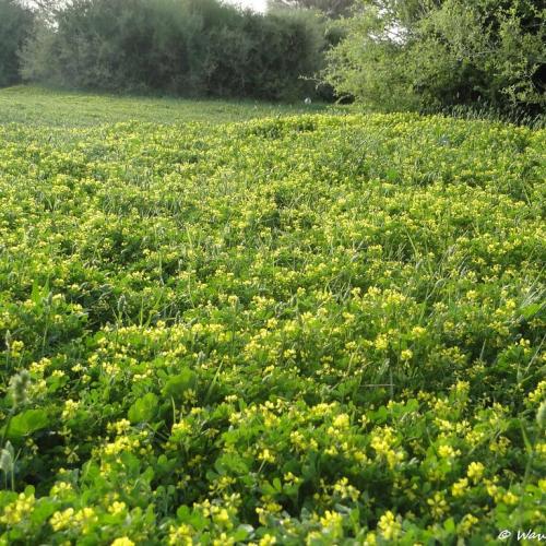 بذور النفل البري الفياض واقف