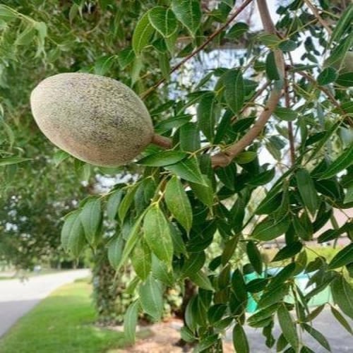 بذور شجرة ماهوجني الافريقي بالوزن