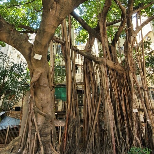 جملة 3000 بذرة من شجرة فايكس التسيما الطويلة