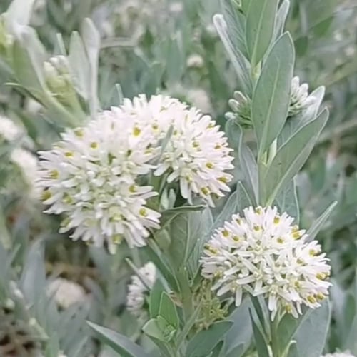 بذور عشبة الحرجل