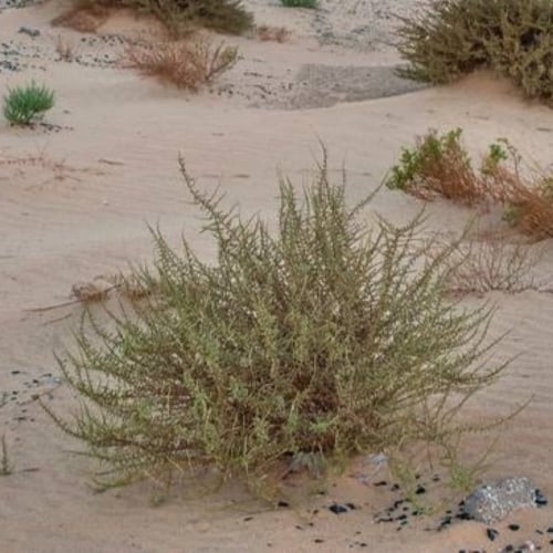 بذور شجيرة العراد الرعوية