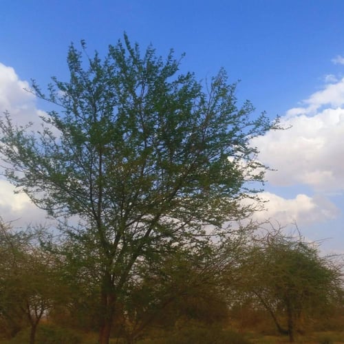 جملة بذور طلح النجدي بالوزن