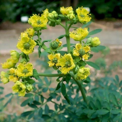 جملة 1000 بذرة من بذور عشبة الشذاب الطبية