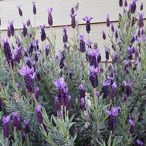 بذور الافندر المغربي الحلحال المعمر