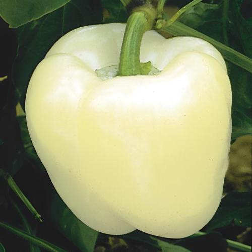 بذور فلفل رومي ابيض