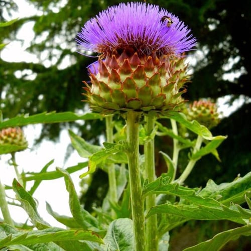 بذور الخرشوف