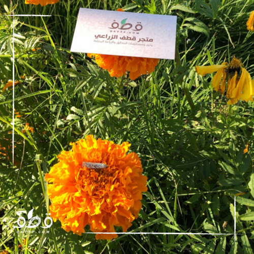 بذور زهرة القطيفة المخملية الحمراء