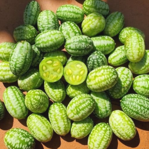 بذور كاكاميلون خيار مكسيكي