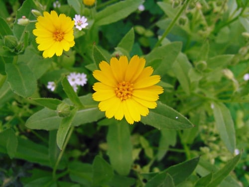 بذور الحنوة البرية